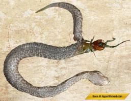 Если Змея сожрет Сколопендру, та выгрызет путь наружу!!! О__О