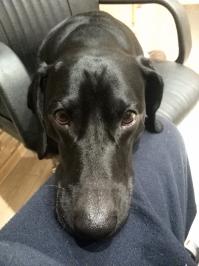 А ещё они попрошайничать любят))) Ну как отказать?)))