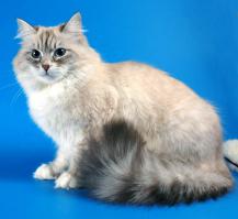 Если говорить о самых красивых породистых породистых кошках, странно, что не упомянули Сибирских и Невских маскарадных кошек. По мне так куда красивее чем тот же манчикин или мэнкс(которые вообще похожи на издевательство).