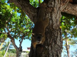 пляжная белочка на Бали)