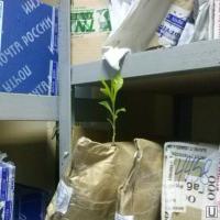 Почта, такая почта 