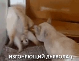   Гифки дня
