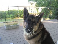 жалко дурня!