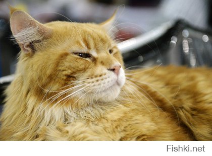 Владивостокского кота уже поймали, пристроили в местный хоккейный клуб "Адмирал", назвали Матроскиным. Но он всех перехитрил - оказался кошкой, и теперь её кличут Матроскина :)