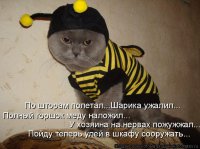 Ужаленные собаки, которым не следовало связываться с пчёлами 