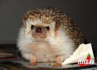 Пройдёт в лёгкую :)