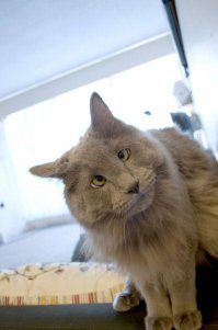 Милейшие косоглазые коты, чей изъян делает их уникальными