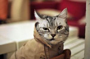 Стильные кошки, которые заставят вас почувствовать себя немодными 