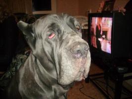 Это мой питомец - типо вечно не при делах )