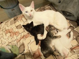 Папа с детишками, если присмотреться видно и двух белых = )