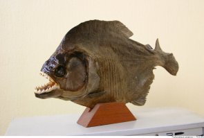 А у меня вот такая на полочке стоит, тоже из Бразилии, жуть немоверная...