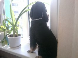 наш тоже любит посмотреть в окошко))))а ещё представляет,что он кошка))