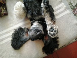 Персональные фотографии животных