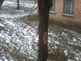 а у нас такие живут