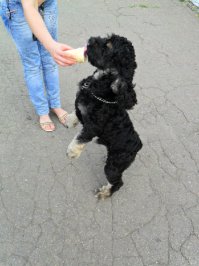 Пост обожания мороженого