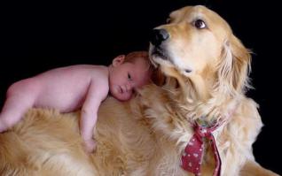 20 причин, почему питбули - лучшие обнимальщики в мире