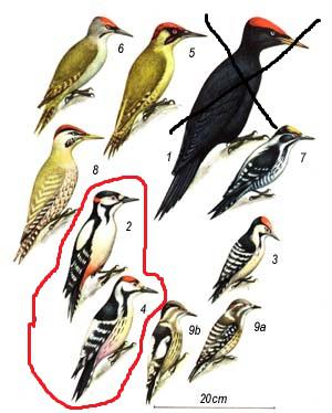 Дятел больше похож на Вудпейкера, чем на нашего Русского
