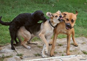 27 доказательств того, что собаки действительно лучшие друзья