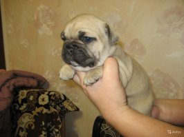 А мы завели бульдожечку, 2й день на валерьянке - не дай Бог не так чихнула...Ребенок в обидах, что нельзя на нее весь день смотреть...4,5 года, жуткий "хламушник", игрушки сам все убирает 2й день, вытирает за ней, водичку носит-меняет, придерживает мисочку...Я в шоке от ребенка, так старается :)  Хотя собаку покупала я себе, не думала, что ребенок станет какашки убирать :)