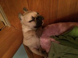 У нас все наоборот... Жарковато дома... Но в кровать ломится по пол ночи с завидным упорством)