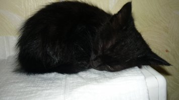 Та же самая история как у многих тут. В конце октября с первым снегом подобрали такое чудо. Маленький котенок бежал по снегу и мяукал. Фото в первый день и сейчас. Очень сдружилась с котом семеном.