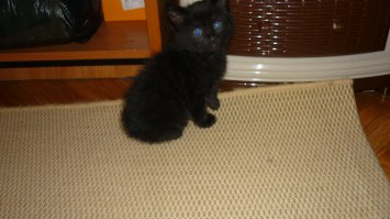 Та же самая история как у многих тут. В конце октября с первым снегом подобрали такое чудо. Маленький котенок бежал по снегу и мяукал. Фото в первый день и сейчас. Очень сдружилась с котом семеном.