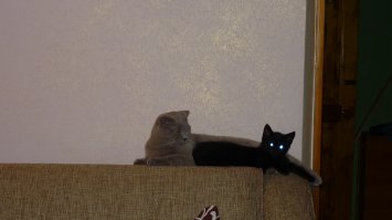 Та же самая история как у многих тут. В конце октября с первым снегом подобрали такое чудо. Маленький котенок бежал по снегу и мяукал. Фото в первый день и сейчас. Очень сдружилась с котом семеном.