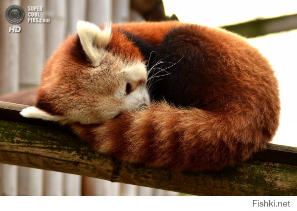 Малые панды (фото 1) с детства поспать любят.