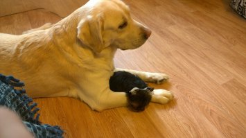 У меня дома похожая картина))