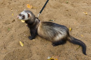 Увы, окрас совсем другой. У меня жил хорёк, его даже в юном возрасте с лаской не спутаешь. Вот обычный окрас хорька: