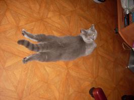 Крошка енот , вторая кличка "что купил" . Когда прихожу из магазина ,проверяет все пакеты)))