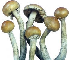 Известно чем