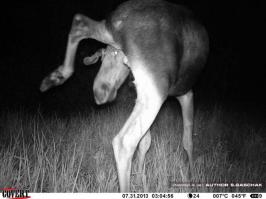 Лучшие фотографии животных со всего мира за неделю