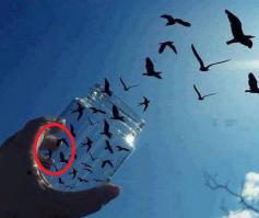 Одно дело удачно пойманный момент, другое дело - фотошоп. Я бы не мешал все в одну кучу. Короче, это либо маленькие птички, либо гигантская рука:)