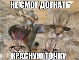 Кот с лазерной указкой на голове