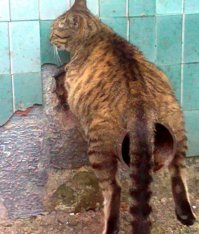 Вот "Самая крутая выхлопная труба"