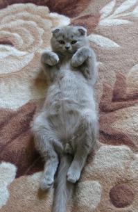 Животные, которые думают, что они секси