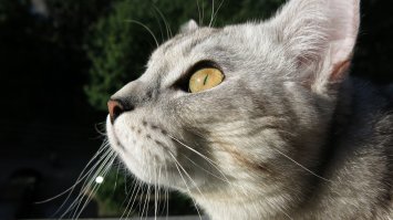 Персональные фотографии животных