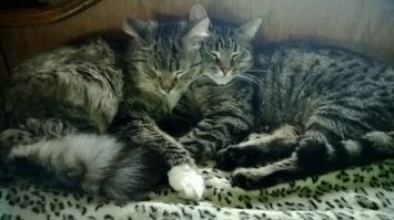 Люба, я бы с радостью, только папу для детишек пока не встретила)) но двух котов уже подобрала)))