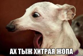 11 способов затроллить кота