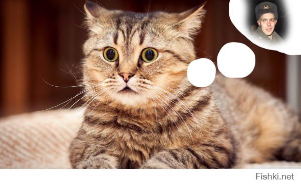 15 кошачьих фейлов, которые заставят вас смеяться до слез