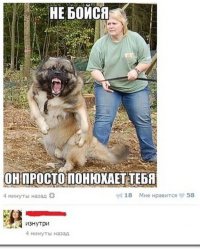 Можете минусить, но собак, которые ВЫГУЛИВАЮТСЯ БЕЗ НАМОРДНИКА (не сгущайте краски, чих.у.й.н.ю всякую не имею ввиду) надо усыплять, б.л.я.т.ь вместе с хозяевами/хозяйками.
Никакие оправдания из разряда "даонвобщеторучнойнезнаючеснимслучилось", когда цобакен кусает ребенка, НЕ КАНАЮТ.
Выгуливаешь стафа - одень ему намордник... И СЕБЕ заодно, чтобы не 3.14здеть на прохожих. И будь готов, что твоего цобакена схватят за ноги и у...ут об дерево.