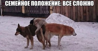 Нынче ночью во дворе темнота и мрак
Нынче ночью во дворе заклинило собак.
Приезжал ветеринар - пробовал разнять,
Молодой летел комар - пробовал понять.

Он еще не знал, дурак, о такой игре -
Нынче темнота и мрак ночью во дворе...