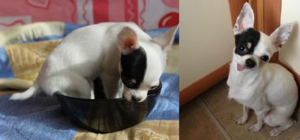 а вот моя собачка)