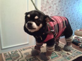 Эти животные знают, как не замерзнуть зимой