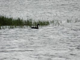 Рыбачил целый день в тундре. Приводняясь из-за холма гусь увидел меня, резко взмахнул крыльями и пошел вверх. Перья на меня упали. Собрал. Теперь дома лежат. Никогда не думал, что они их сбрасывают. Может старый был.