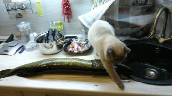 Кошка сказала, что проще закопать чем съесть ))