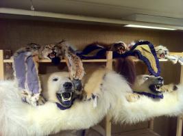 Помимо природной красоты Норвегии, наблюдал и вот такую "красоту"(( Я не любитель шкур диких животных, но от предложения посмотреть, отказаться не смог. Стоимость шкуры полярного медведя  20000 евро + (в зависимости от размера). Доставку делают по европе. В Россию говорят вывозите сами. Вот так они борются за права животных. В этой комнате я насчитал более 30 полярных, около 10 бурых медведей. Рыси и россомахи в небольшом количестве. Я так понял они идут бонусом к белым(((