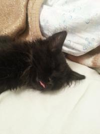 Смешные коты с языками наружу