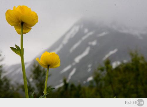 Купальница